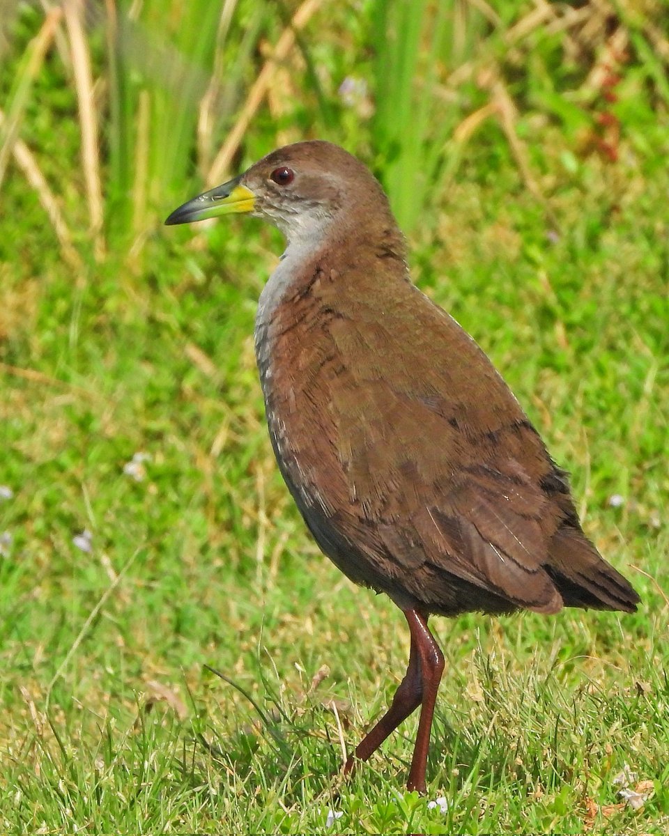 'CRAKE'
Brown crake 
Shivdaspura, Jaipur Rajasthan
02062023
#crake #brown 
#habitat #green
#vanakriti
#natgeo 
#naturephotography 
#nature_of_our_world 
#bbcearth #nature_perfection 
#animalphotography
#netgeoyourshot 
#nationalgeographic 
#netgeowild 
#birdwatching 
#IndiAves