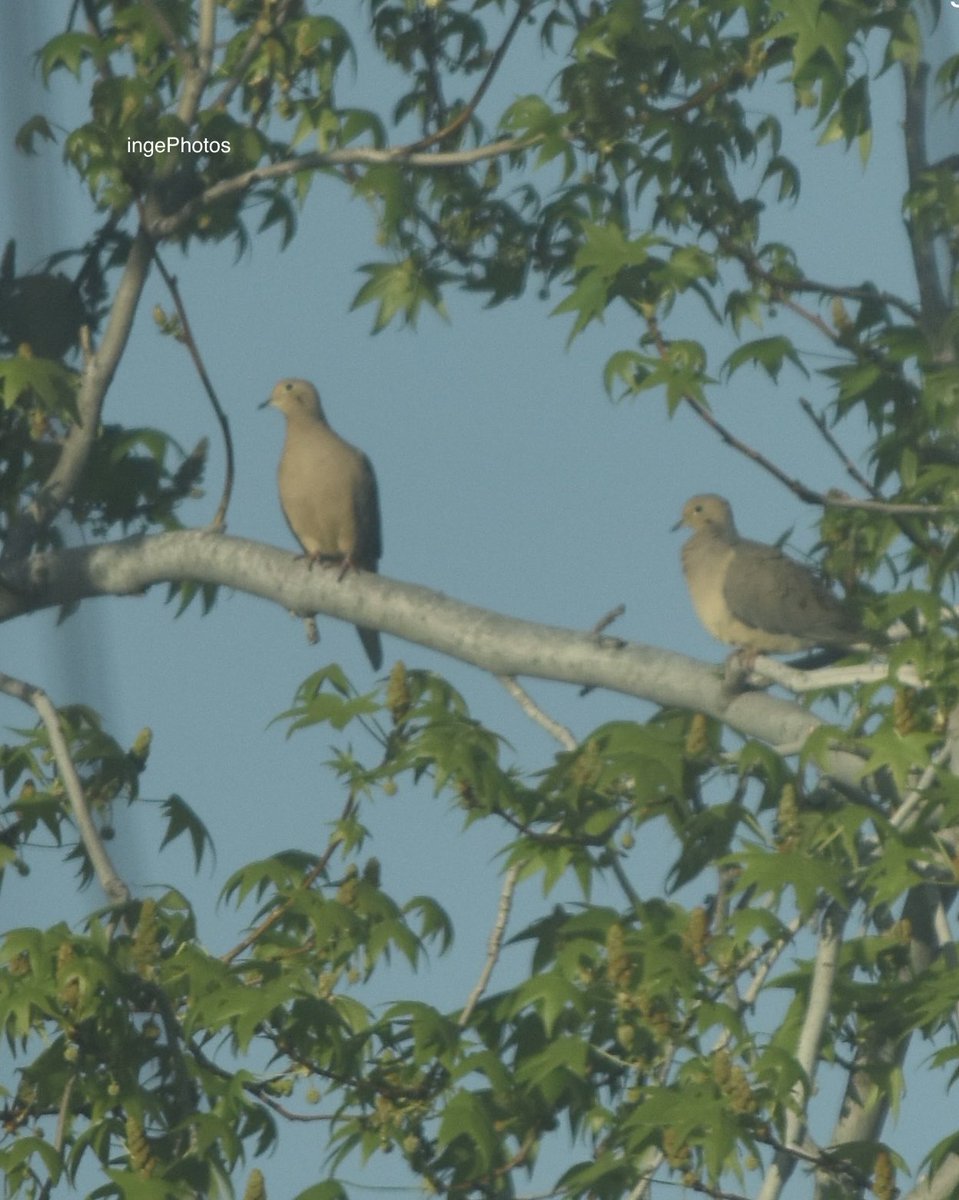 💗 Doves 🌿🕊️