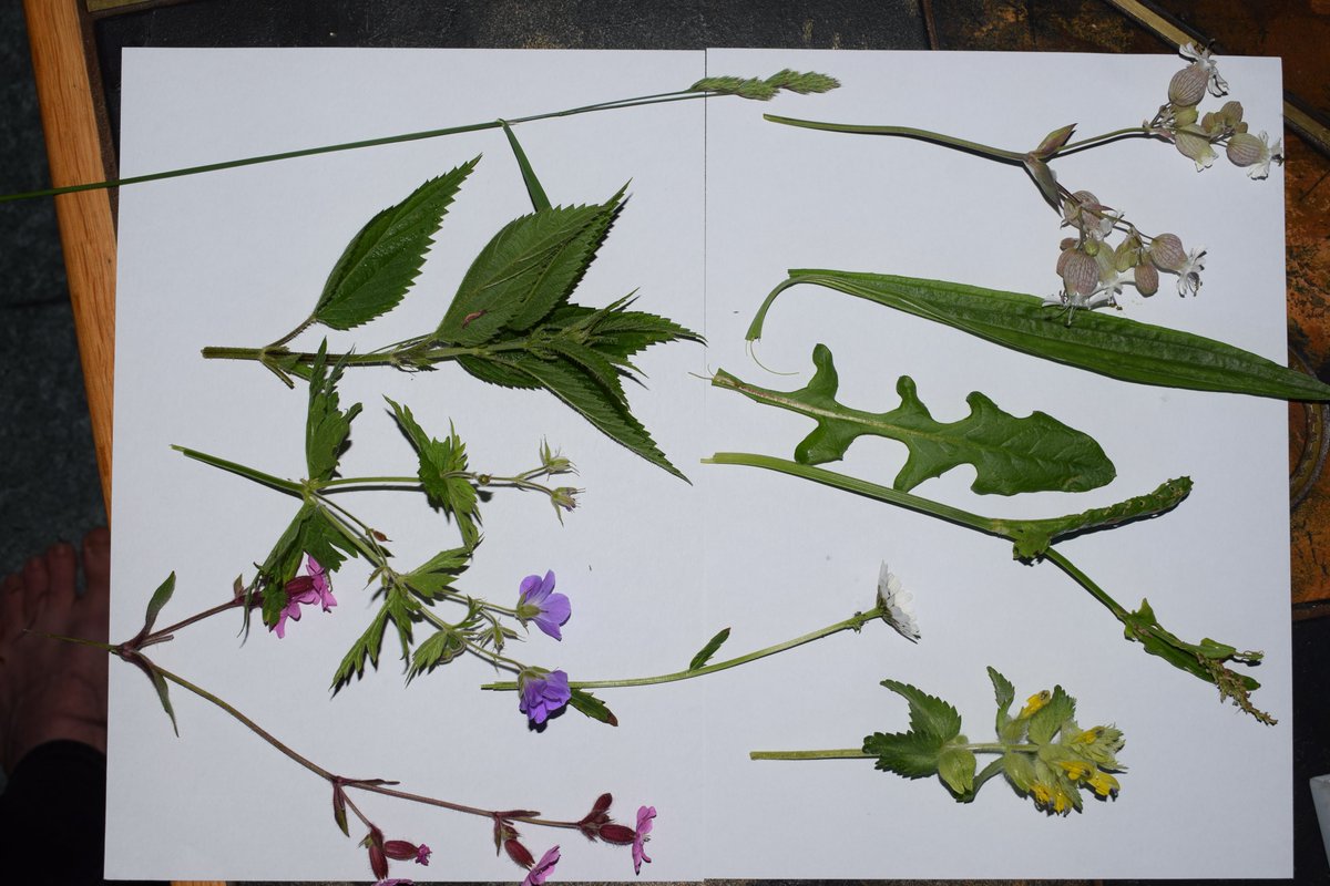 SamuelMarent's tweet image. 