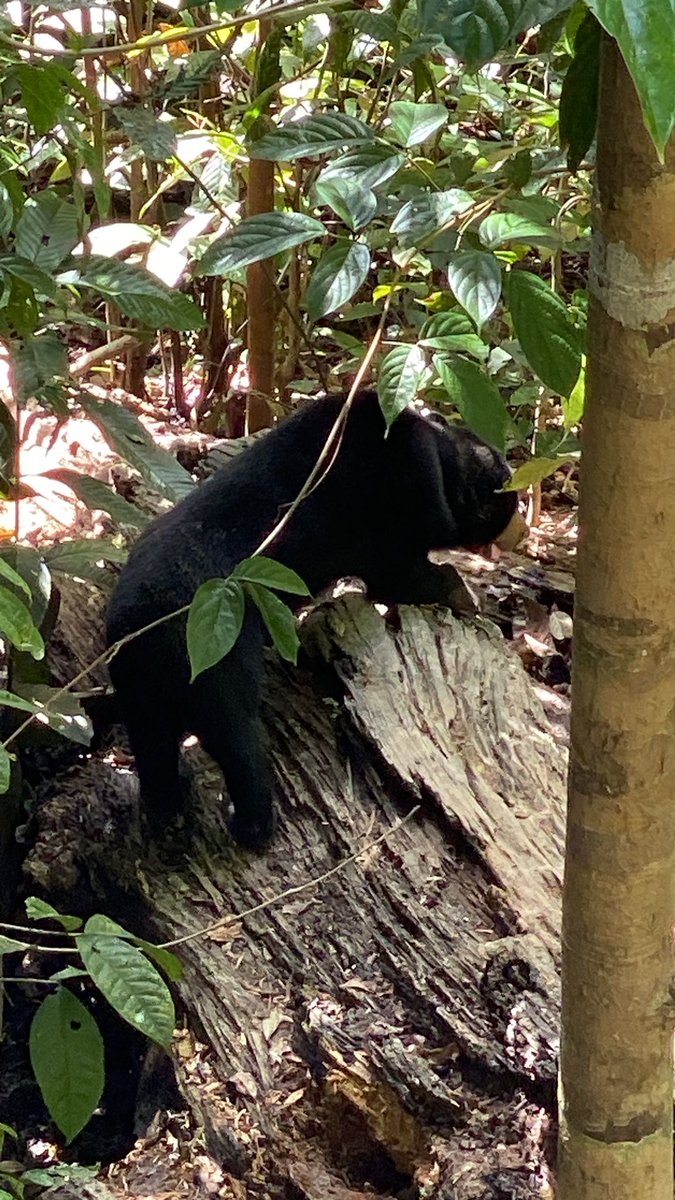 Our @NTU_ASE @ScienceNTU students recently visited @BSBCC_SunBear to learn about the conservation of the world's smallest bear - the Bornean #sunbear. We were privileged to have a talk & guided tour by Dr Wong Siew Te who founded the centre in 2008 #fieldcourse #outdoorlearning