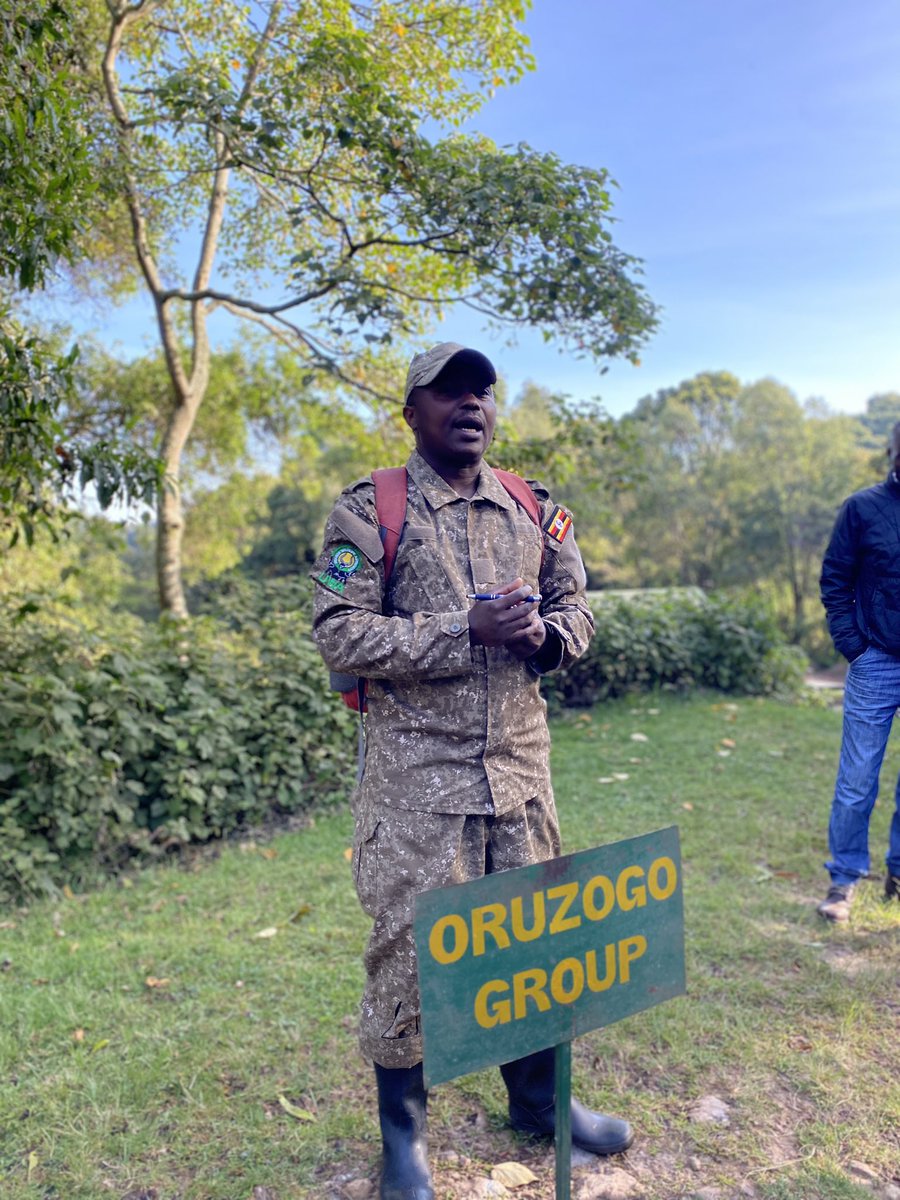 bentique3's tweet image. We are tracking Gorillas this morning and Oruzogo ( aliconia ) will be the family we shall track. See you soon. 
#Gorillatracking