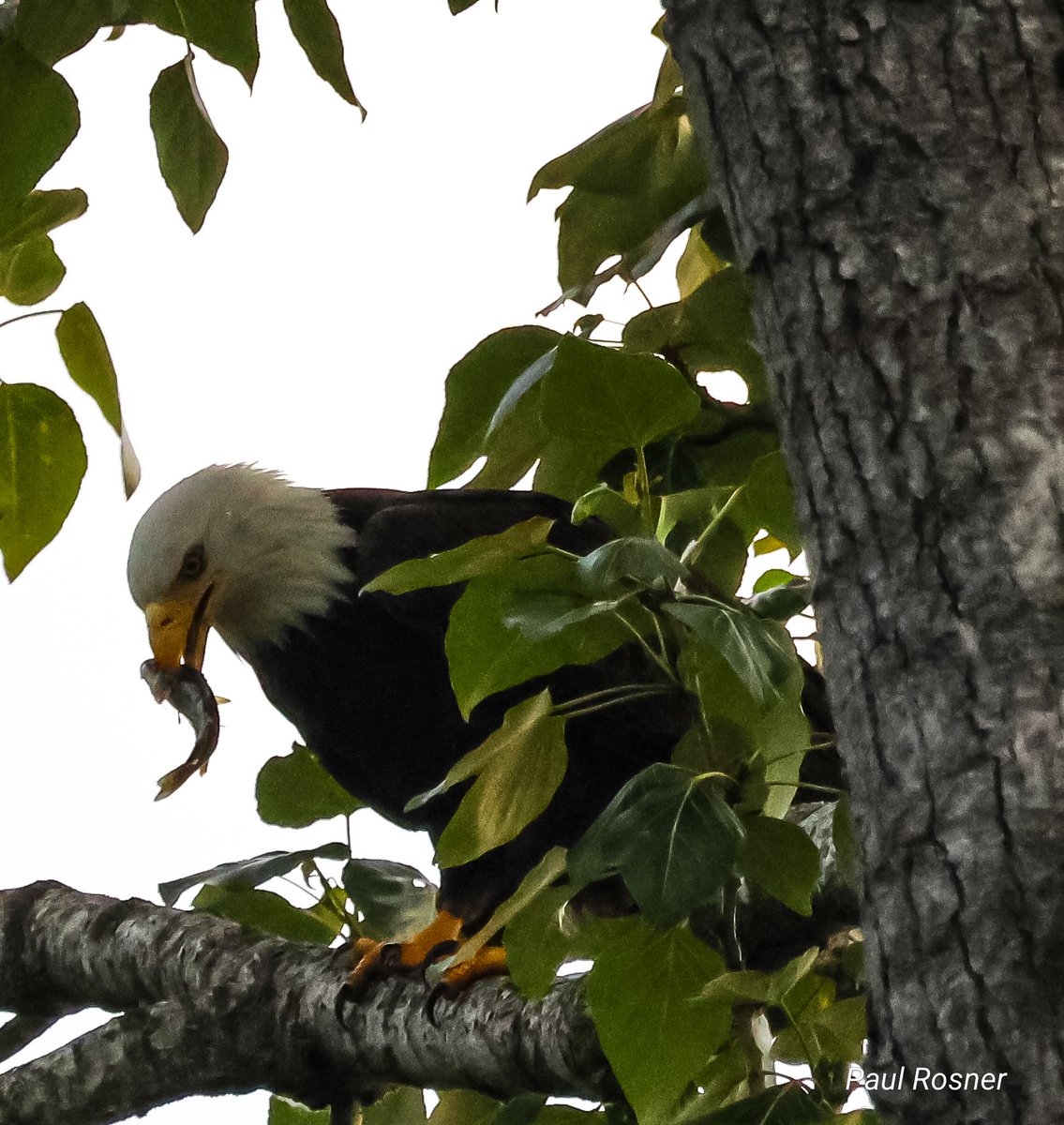 American Bald Eagle with a fresh catch - Lake Washington