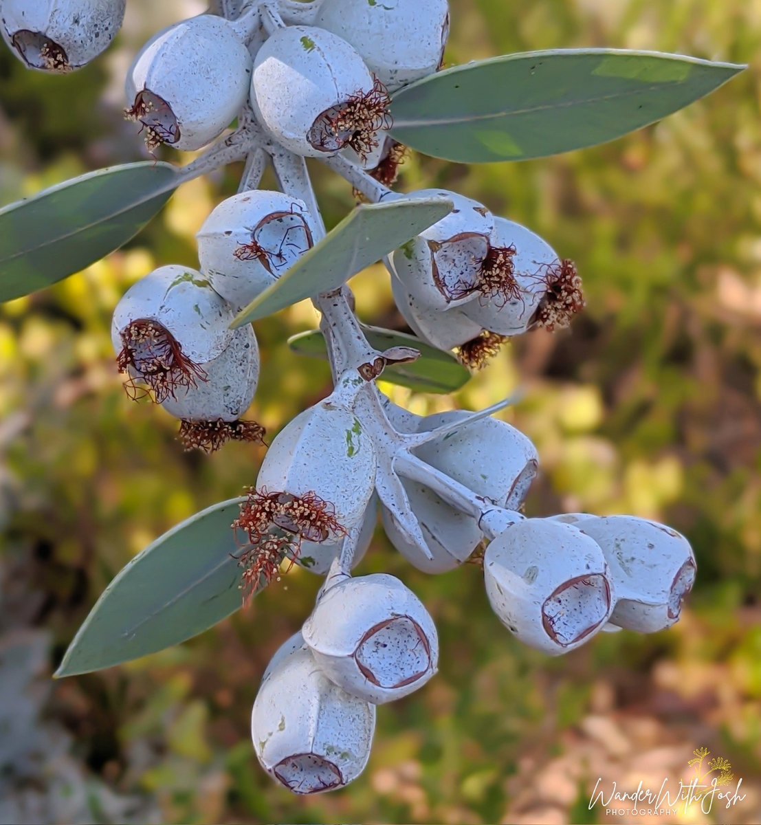 Fruit of 𝘌𝘶𝘤𝘢𝘭𝘺𝘱𝘵𝘶𝘴 𝘱𝘭𝘦𝘶𝘳𝘰𝘤𝘢𝘳𝘱𝘢 😍 #eucalyptus #nutsaboutgums #eucalypt #gumnuts #waflora #kingsparkandbotanicgarden