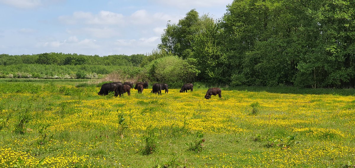 maantien's tweet photo. Rondje #tSang is voor mij #LekkerChillen. Genieten van het natte land, het witte gatje van een reetje en de waterbuffels van @DeStoerderij 
Een uitdaging van @SiaWindig 
#struinenmetJIP https://t.co/5PPASdAErt
