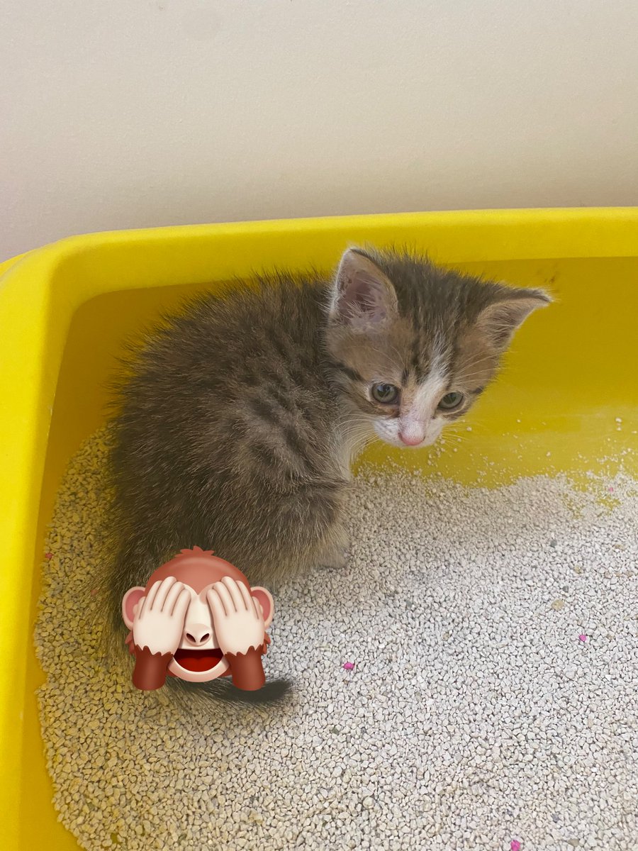 warble1907's tweet photo. Ben artık kuma tuvaletimi yapıyorum lütfen beni evinize alır mısınız🙏🏻🥺 https://t.co/jfUfyCMMDa