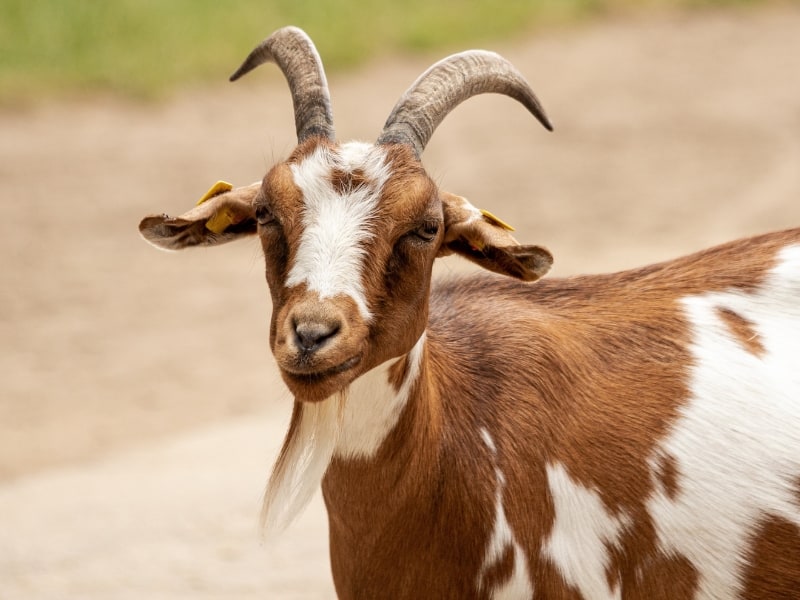 @H_Bakkaniy BM: kambing, kambing, kambing

BI. 1. Sheep 2. Lamb 3. Goat