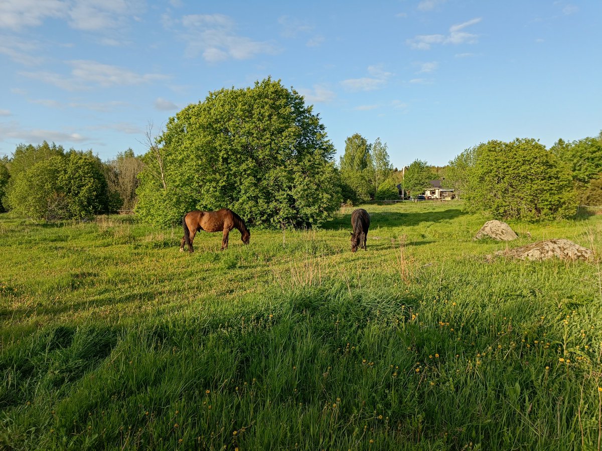 Tämä on varma kesän merkki. 💚🐎🐎 Vaaleampi Pavarotti jo 26v, tummempi Pertsa syntyi samalle laitumelle 12 vuotta sitten.