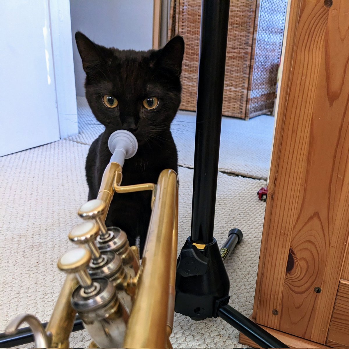 Oberon testing my Venture trumpet mouthpiece from Michael Barkley Music. It's the cat's whiskers! 
#oberon #oberoncat #obie #obiekitty #trumpet #trumpetlife #trumpetplayer #vennturemp #michaelbarkleymusic