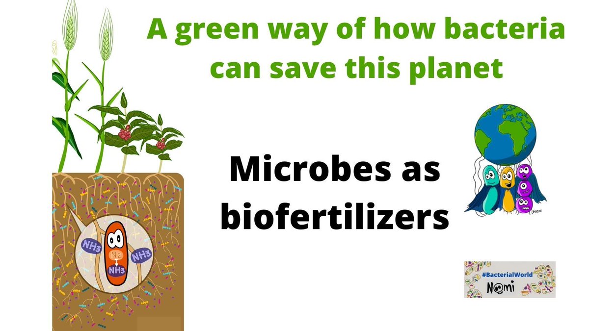 Microbes as biofertilizers 🌱 @RMBurckhardt tells you more about how #microbes produce nutrients and help promote plant growth to produce more bountiful crops and sustainable agriculture ♻️. With a green illustrations by @NoemieMatthey #BacterialWorld sarahs-world.blog/microbes-as-bi…