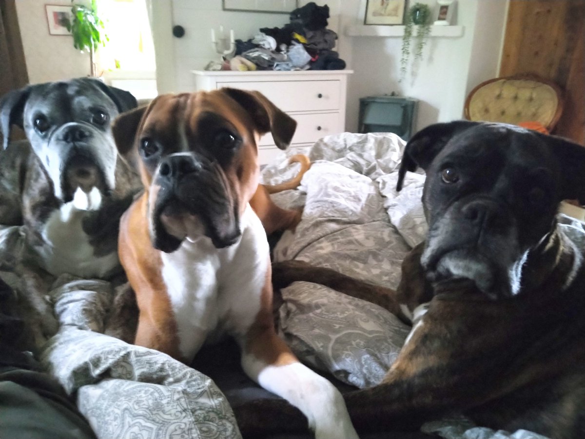 I'm not sure but I get the feeling that someone wants me to share my sandwich.. 😂🥰. #boxerdogs #breakfastinbed #sharingiscaring
