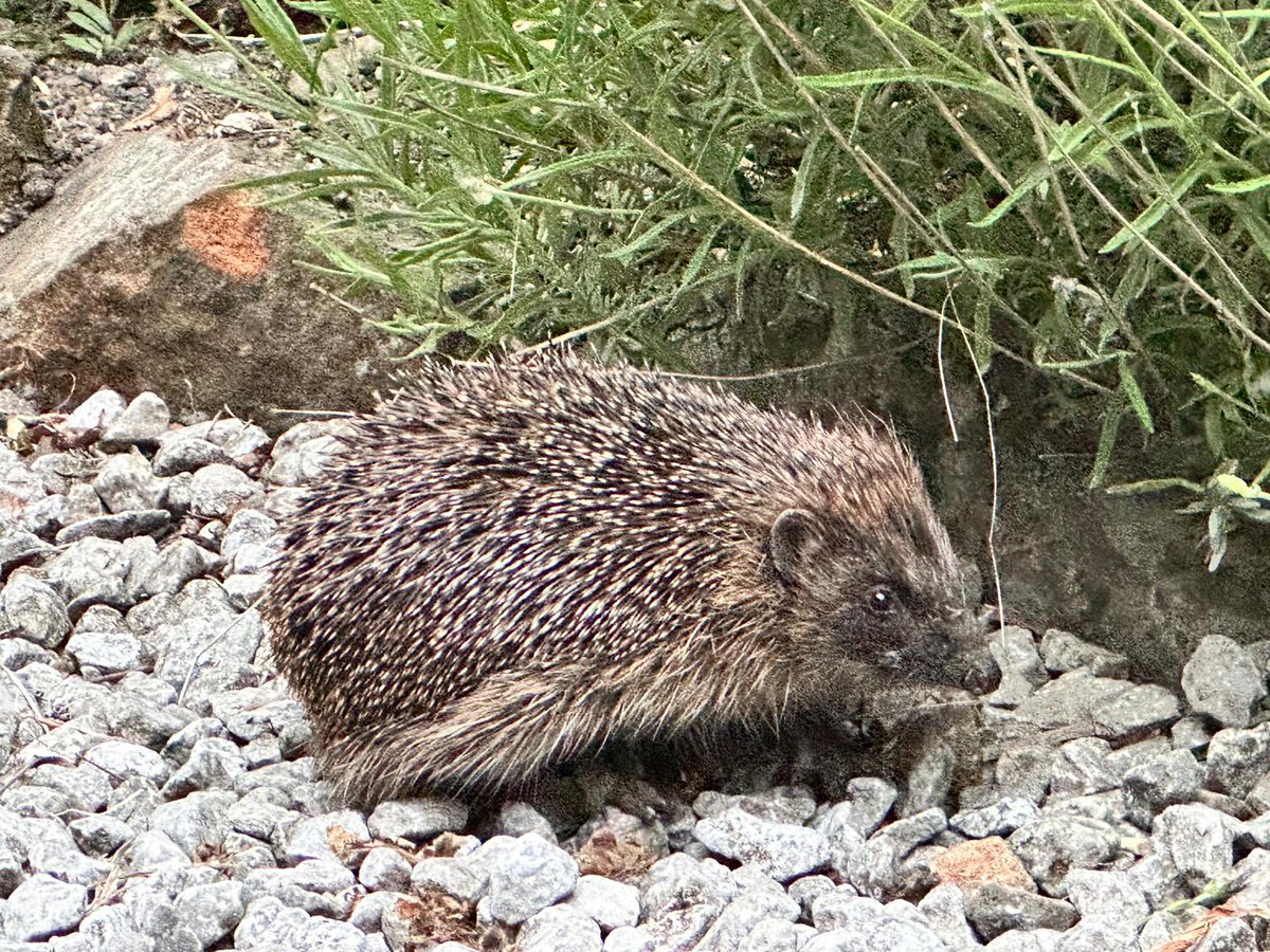 swift_iron's tweet image. Look out for the little ones !!
#hedgehog #naturelovers 
@BramblesPawLtd