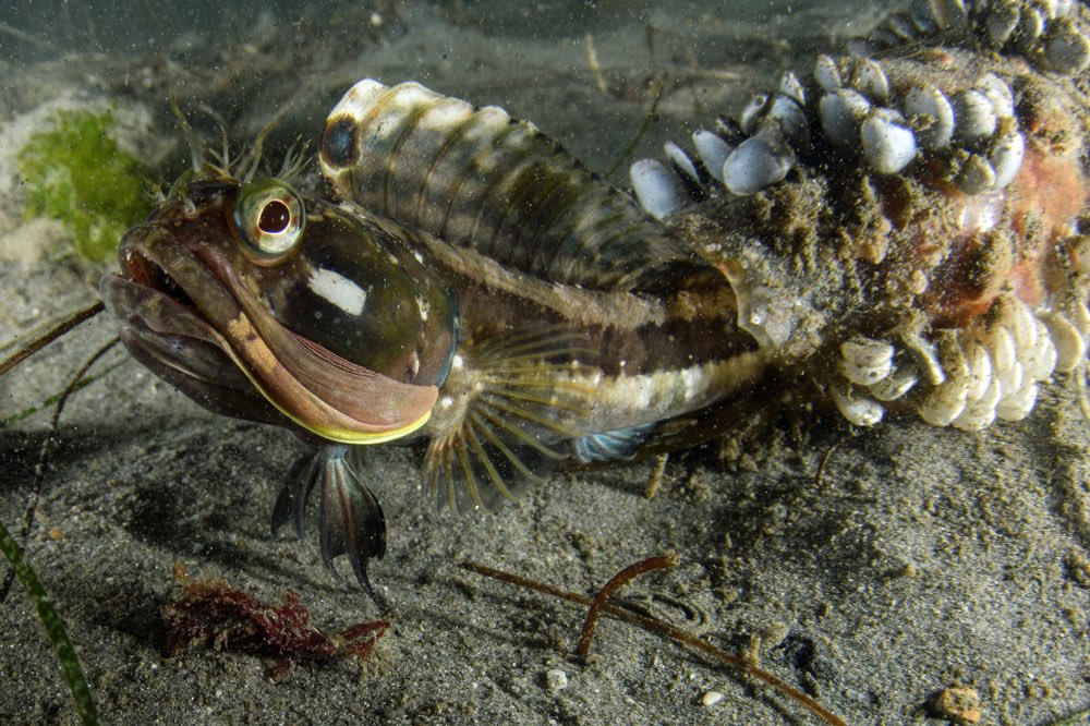 AnimalAddictsP's tweet photo. I done goofed and forgot to post our Episode 124 animals last week. Check out our Favorite Flashy Looking Fish, the Indo-Pacific Lionfish and the Mandarin Fish, and our Animal of the Week, the Sarcastic Fringehead on Episode 124! #TheAnimalAddictsPodcast  #SarcasticFringehead https://t.co/xq4jwwcryI
