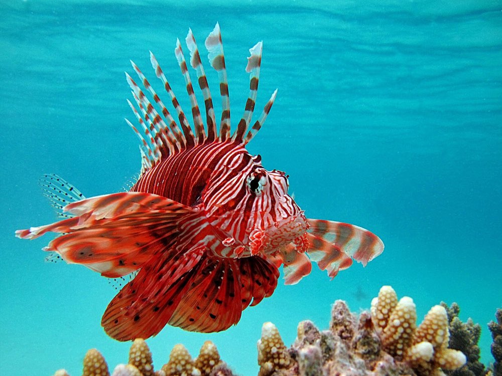 AnimalAddictsP's tweet photo. I done goofed and forgot to post our Episode 124 animals last week. Check out our Favorite Flashy Looking Fish, the Indo-Pacific Lionfish and the Mandarin Fish, and our Animal of the Week, the Sarcastic Fringehead on Episode 124! #TheAnimalAddictsPodcast  #SarcasticFringehead https://t.co/xq4jwwcryI