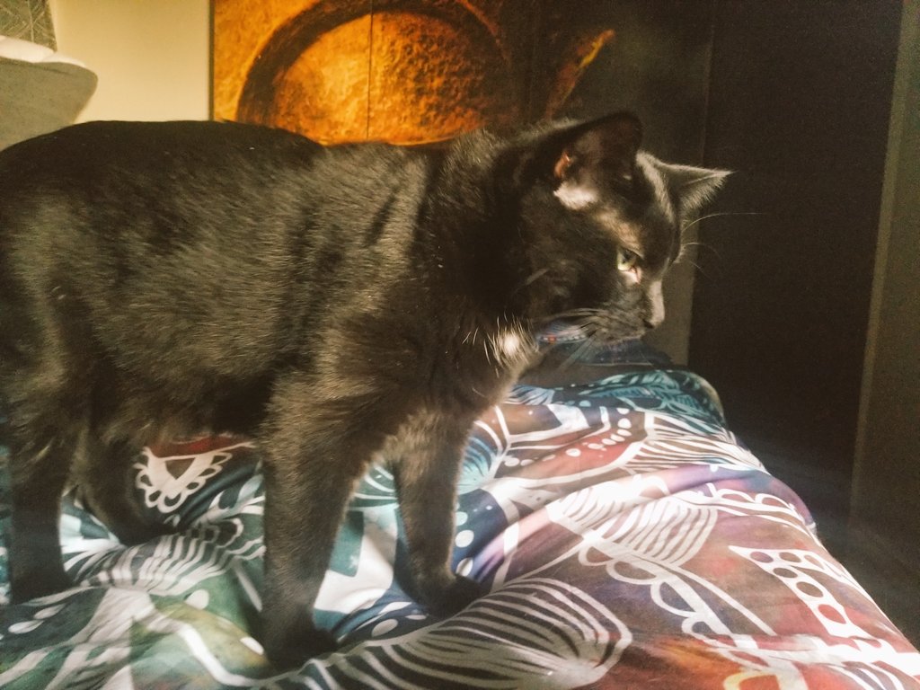 somustakeem's tweet photo. #Latenight #blackcats: #Woodson (in first 2 #pics) and #Tomo (last picture) sayingggg #helllllo! Both fully checking out my new super busy #bedspread et al!! ;) #LateNightTwitter #blackcats #BlackCatBlackfriday #BlackCattwitter #blackcats https://t.co/NiAvqYlnEK