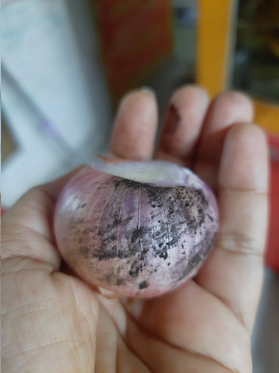 dranuharshal's tweet photo. A fistful of fun exploring the kitchen waste the black dust on 🌰 the scoop from a cut🥒 the #foldscope way of navigation enjoying summer ☀️ loads of spores I guess r there in that⚫️ layer, cucumber cells shrink a little  @TeamFoldscope @foldscopeindia @biopatrika @RealFoldscope https://t.co/tZw1IjupKW