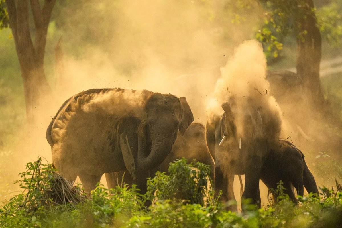 arvindrthy's tweet photo. Once the elephants are done bathing in the water, they coat themselves with a layer of dust, which acts as sunscreen and also helps protect them from insects. 
Mud spa at its best!
#corbett #wildlife #elephants #uttarakhand #dustbath #nature https://t.co/brNi3nTU1J