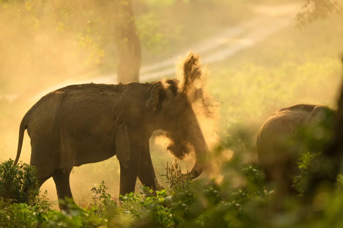 arvindrthy's tweet photo. Once the elephants are done bathing in the water, they coat themselves with a layer of dust, which acts as sunscreen and also helps protect them from insects. 
Mud spa at its best!
#corbett #wildlife #elephants #uttarakhand #dustbath #nature https://t.co/brNi3nTU1J