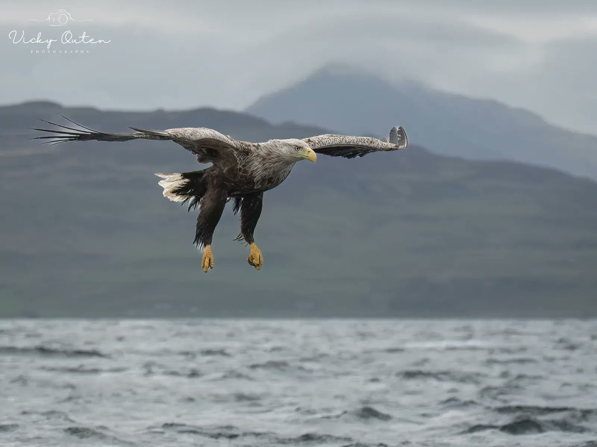 vickyoutenphoto's tweet image. White tailed sea eagle 

#wildlife #TwitterNatureCommunity #jessopsmoment #bbccountryfilemagpotd #BBCWildlifePOTD @BBCSpringwatch @ThePhotoHour @wildlifemag @Natures_Voice @Britnatureguide @Team4Nature @NatureUK #whitetailedseaeagle #seaeagle

vickyoutenphotography.com
