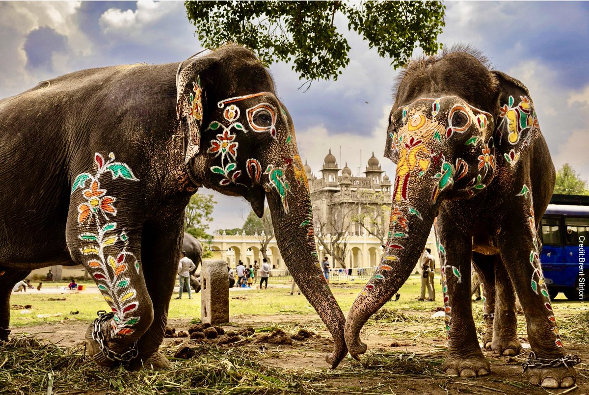 .
Chained, frightened & traumatized by the noise & huge crowds, elephants touch trunks to try to comfort each other. 

At this Mysore Festival they endured 8 weeks of 'rigorous training'.

Controlled by fear & pain, there should be no place for this cruelty in 21st Century India