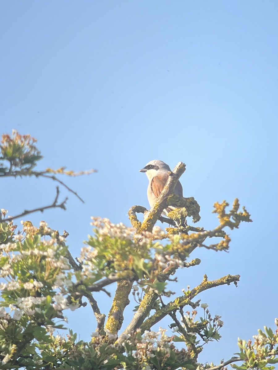 Nice to find male red backed shrike at Cley this morning. West of visitor centre.#Cley