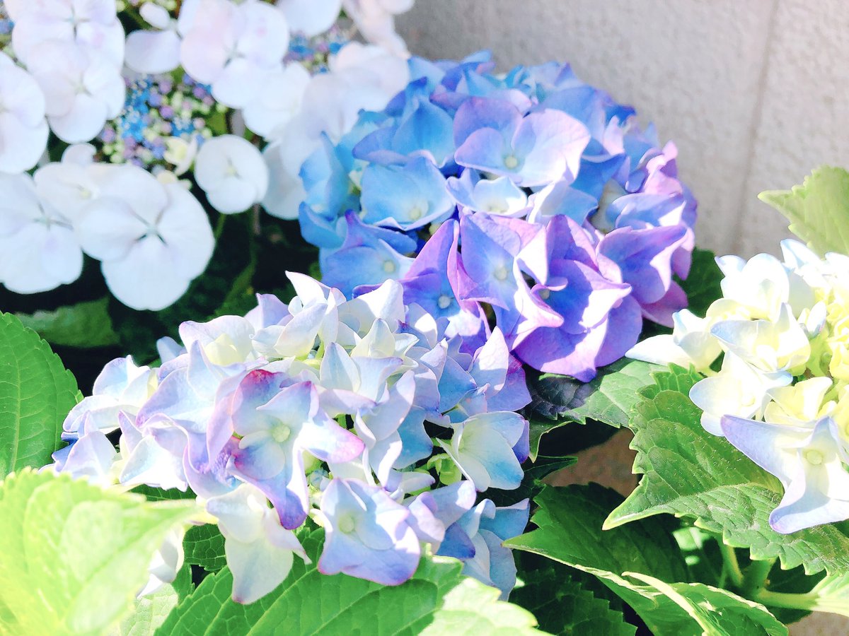 flower no humans hydrangea still life blue flower leaf purple flower  illustration images