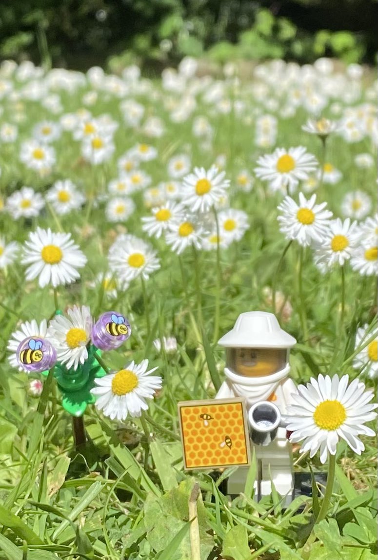 @LEGO_Group Beekeeper minifigure series 21

#LEGO #LEGOminifigures #AFOL #LEGOfans #LEGOart
#LEGOphotography 
#Legos #Afols #Legolife #Legominifig
#Legophoto 
#lego #afol #legominifigures #legophotography #legolife 
#legoflowers #legobeekeeper 
#bee #pollen #honeyishrunkthekids