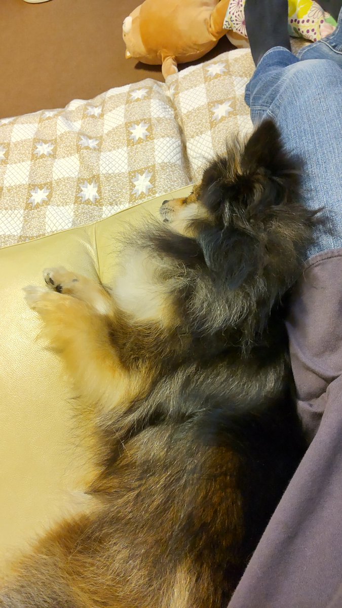 ak_mmryt's tweet photo. 暑くてもひっつき虫がいる幸せ😃💕

#ポメラニアン
#pomeranian https://t.co/UfK5es8KII