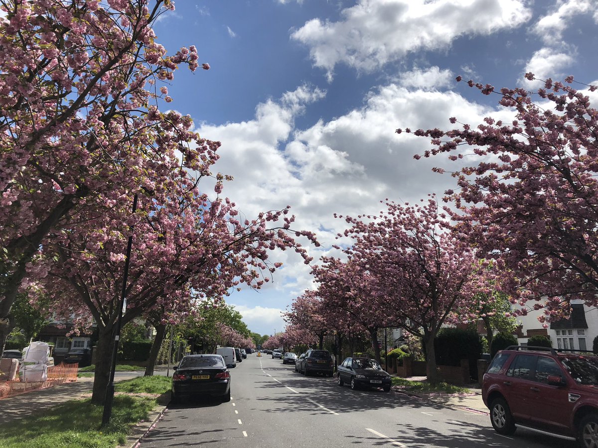 We love the cherry blossom trees on Staverley Road in #Chiswick. Every spring they burst with pink blossom which never fail to lift your spirits. 

<a href="/TreesforStreets/">Trees for Streets</a> <a href="/STfLLondon/">Street Trees for Living</a> <a href="/treetalkuk/">TreeTalk</a>