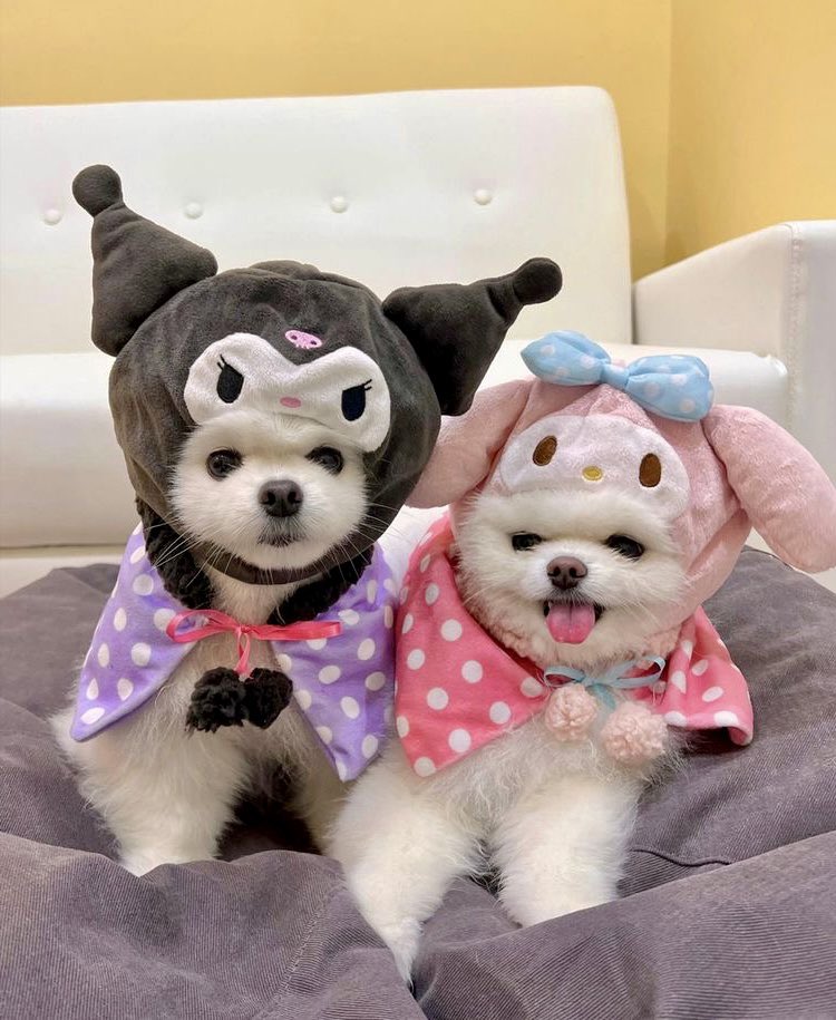 parksvnqhoon's tweet photo. it's them 🥺 baekgu's family https://t.co/6Zz21lTozO