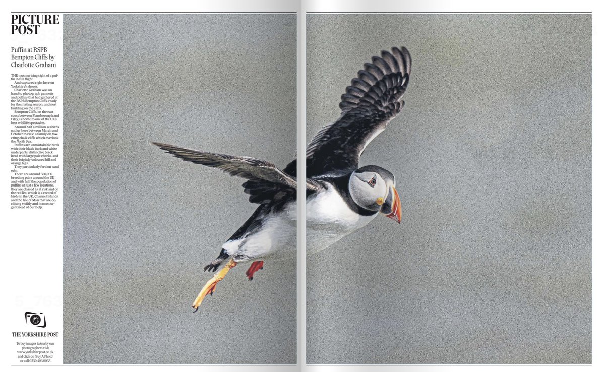 MadCowFudge's tweet photo. Well it’s Saturday already #neevouse about the #awards on #mondaynight but nice to see the #weekends #yorkshireppst and #countryside and a #doublepage #spread of one of my #puffins #buyapaper https://t.co/GMnRzDAdFf