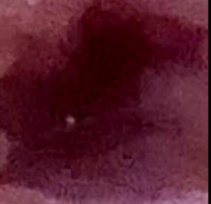 Bambii🪼 tweet media