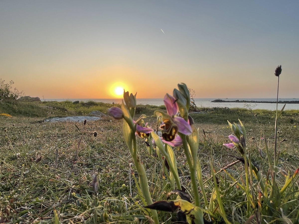 ThatWLA's tweet photo. Some more #beeorchids and the first pyramidal at sunset last night. 45 spikes of bee #orchids at this site now….@ukorchids #britishorchids https://t.co/SG0YCz19ED
