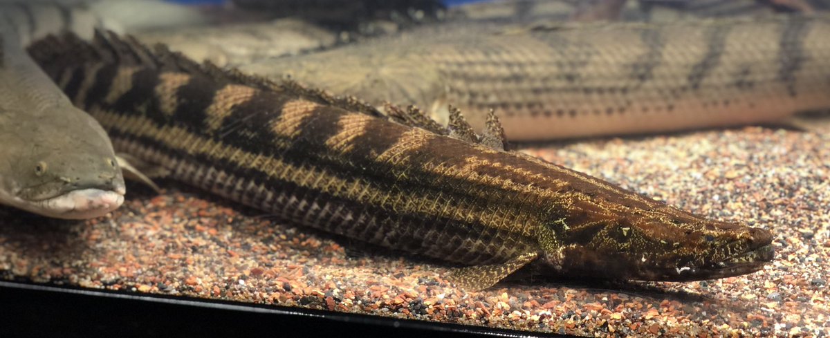 AncientHao's tweet image. Turkana #bichir #polypterus