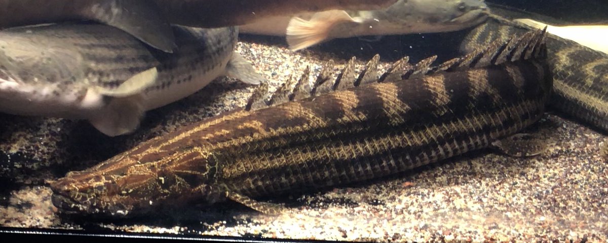 AncientHao's tweet image. Turkana #bichir #polypterus