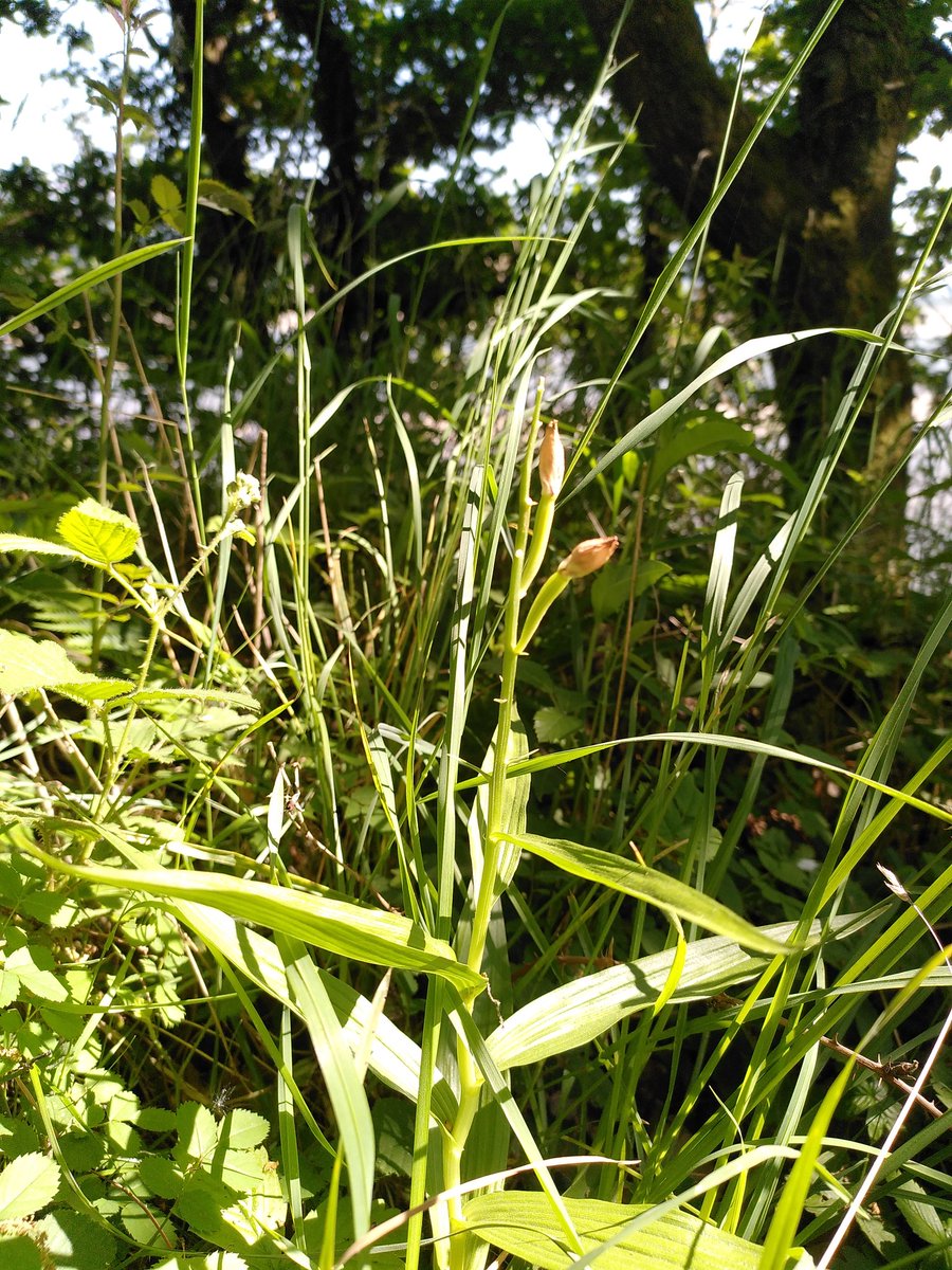 welshorchids's tweet photo. Well darn, just missed the flowering Caldrist Culddail (sword leaves helleborine). But great to see double the number of plants on last year! https://t.co/rvV9ruK7Em