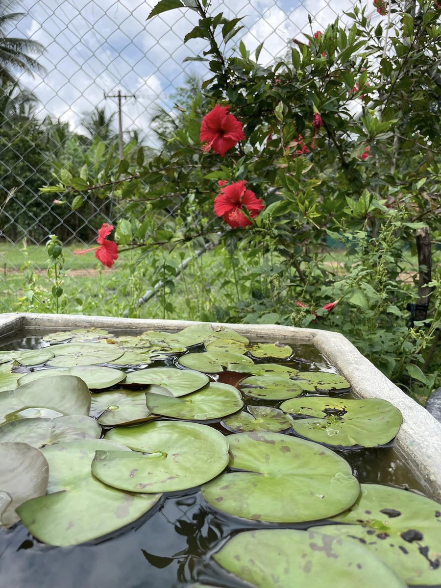 @OrganicIndia My greens help me #GoBackToNature because the mini pond in my farm house reminds me of our hermit pond and attracts the birds, snails and maintains a natural ecosystem    #BackToNature @OrganicIndia join @alagukavithai @Vijayal21461635 @UshaDevi611