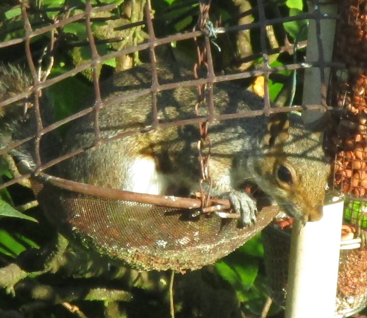 I know squirrels can be seen as a nuisance but this little one is so welcome in our garden. 
I was devastated when the land behind my house was built on as we lost so much wildlife that I thought I'd never see another squirrel.
@BBCSpringwatch #springwatch #nature #squirrel