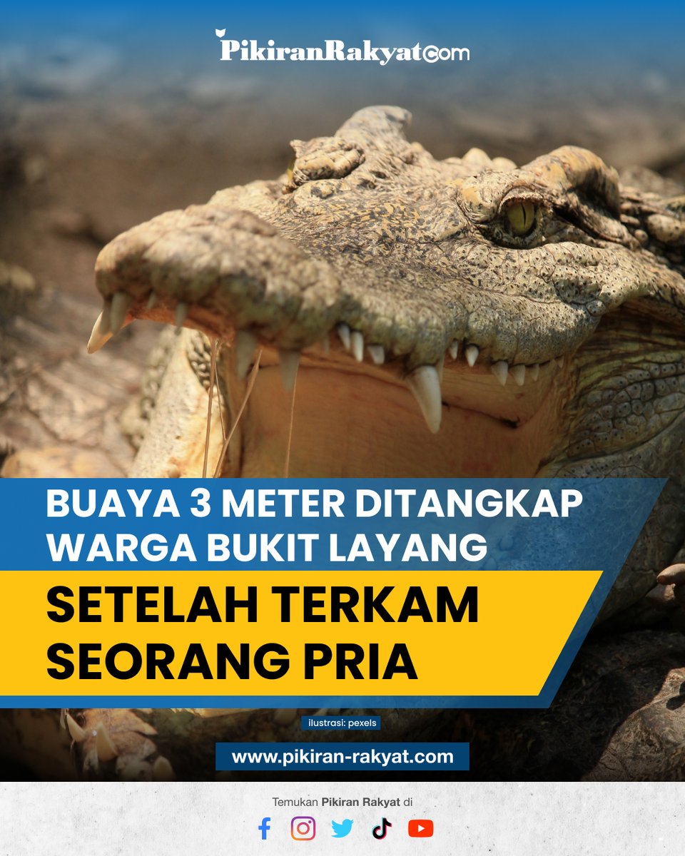 pikiran_rakyat's tweet photo. Terkam Seorang Pria, Buaya 3 Meter Ditangkap Warga Bukit Layang Kepulauan Bangka Belitung.
.
Selengkapnya di https://t.co/OOzwNC13zp
#PikiranRakyat #PRMN #Buaya #Terkam #Bangkabelitung #Bukitlayang https://t.co/QZFipyNk6r