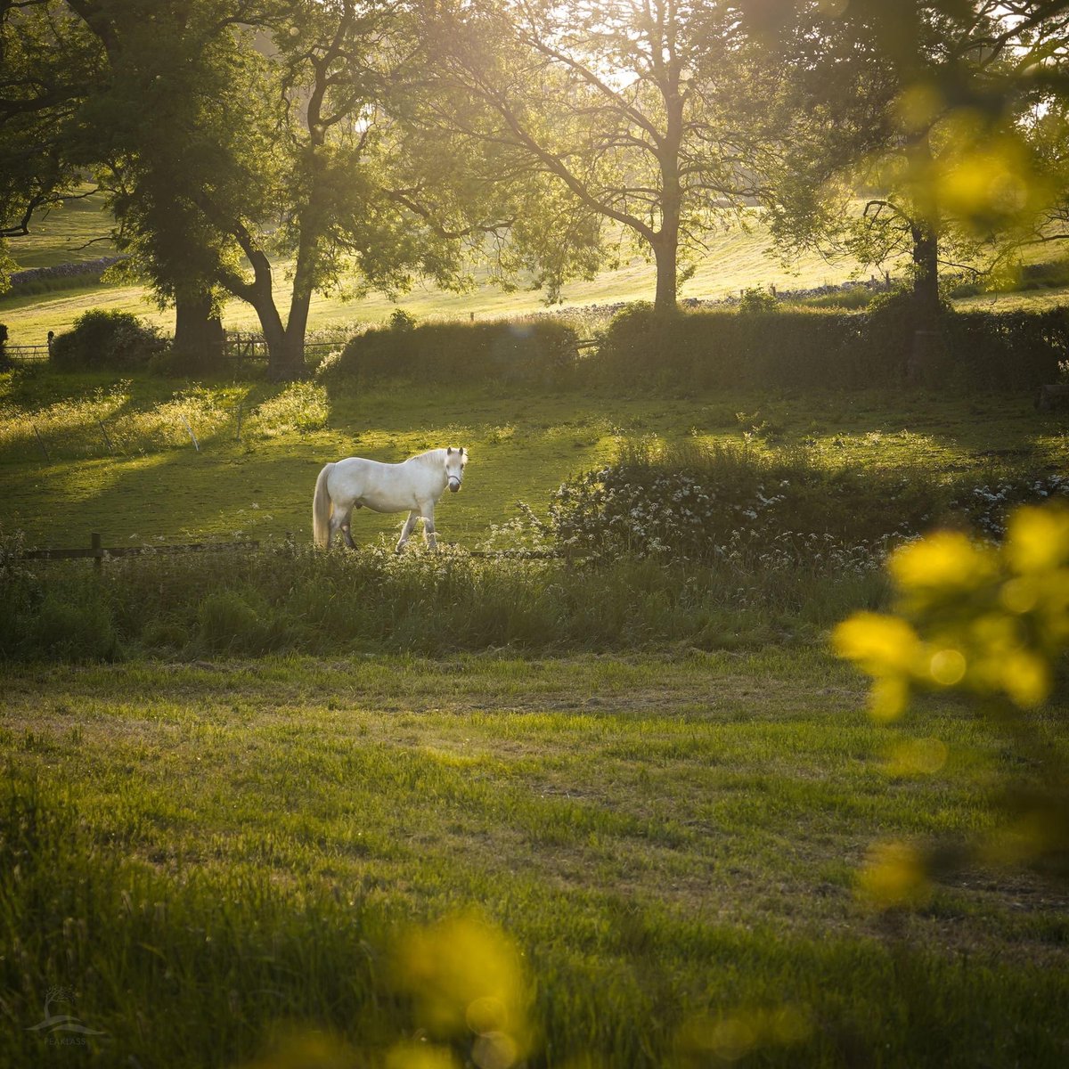 I had to stop and rub my eyes at this view; it felt as if I’d fallen into a dream. The last golden light drifted down through the trees and this beautiful horse lifted his head to watch me pass. I wouldn't have been wholly shocked if he’d casually spread wings and flown off.