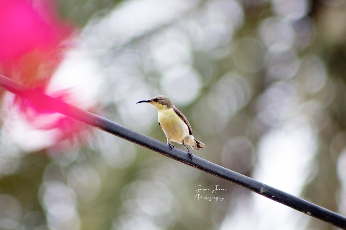 JafarJam2's tweet photo. Purple Sunbird female 
Canon 700d 55-250mm
#nuts_about_birds
#birdphotographersofindia
#birdsphotography
#wildlifephotography
#birdsofindiansubcontinent
#bird
#birdsofinstagram
#birdpics
#nuts_about_birds
#wildlifeperfection
#birds_adored
#nature_worldwide_bird
#feather_perfectio https://t.co/X1M0BkES2O