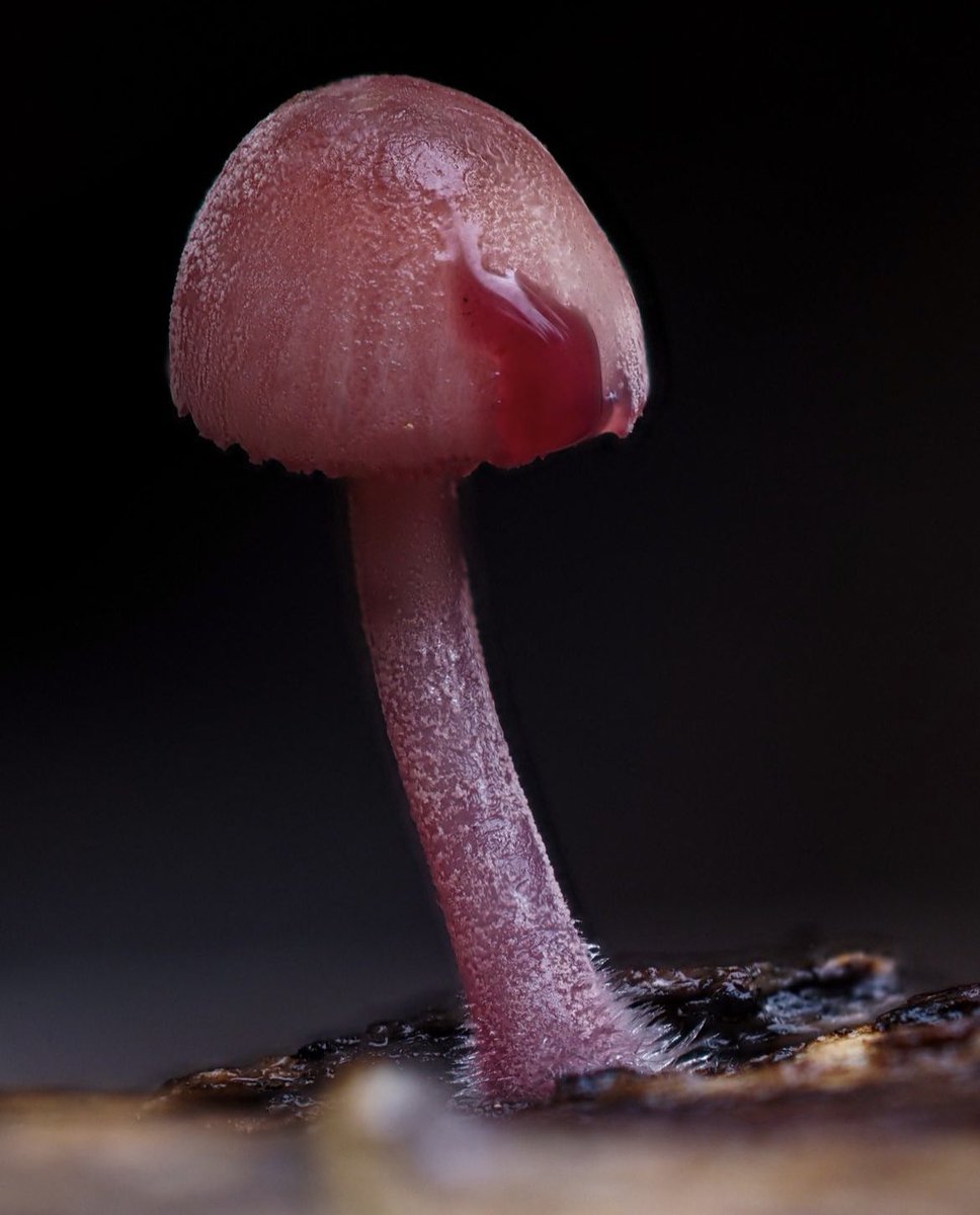 Son recently bought new camera gear and is taking some amazing pix of fungi. Follow him @ cyanesense on Insta if you feel inclined!