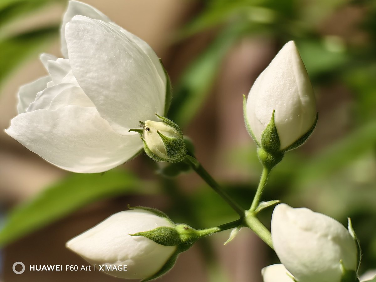 The Beauty of the Nature
with Huawei P60 Art, powered by Snapdragon8+Gen1. 👌

#huawei #huaweiphotography #huaweip60art #supermacro #streetphotography #ShotOnhuawei #ShotOnSnapdragon #NatureBeauty #photos #DailyPictureTheme