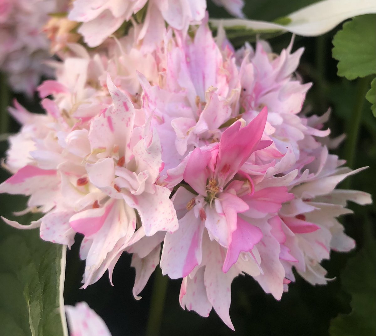 Heather_GKey's tweet image. I was asked at a lecture last week why it was that the Brits only bought Zonal Pelargoniums (Geraniums to some..🙄) 
I’d love to know your thoughts..