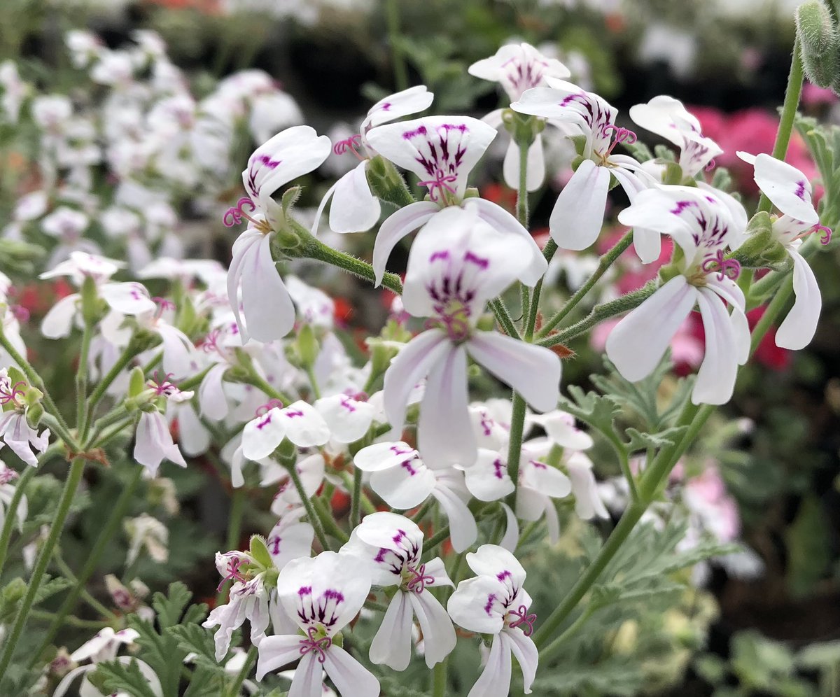 Heather_GKey's tweet image. I was asked at a lecture last week why it was that the Brits only bought Zonal Pelargoniums (Geraniums to some..🙄) 
I’d love to know your thoughts..