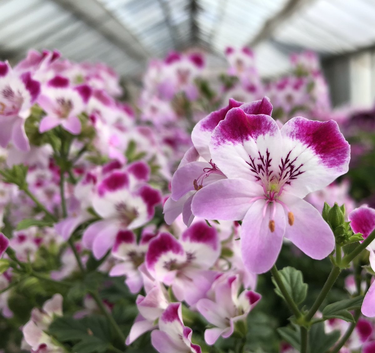 Heather_GKey's tweet image. I was asked at a lecture last week why it was that the Brits only bought Zonal Pelargoniums (Geraniums to some..🙄) 
I’d love to know your thoughts..