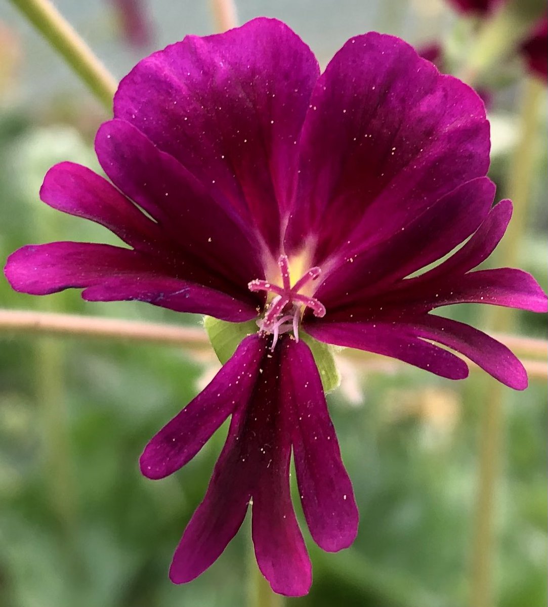 Heather_GKey's tweet image. I was asked at a lecture last week why it was that the Brits only bought Zonal Pelargoniums (Geraniums to some..🙄) 
I’d love to know your thoughts..