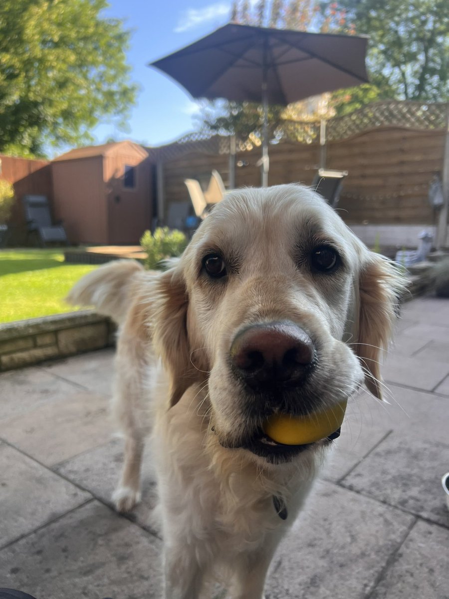 TRetriever's tweet photo. Morning fluffy heads. Going to be a ball fetching, back rolling, human licking day. 🌞 👅 #goldenretriever #goldenretrieverlover https://t.co/4T8ufFguU8