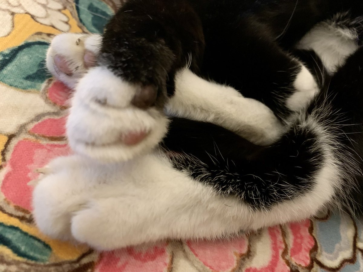 CuriousNotJudgy's tweet photo. I've gone from having 12K followers when I was on here as my cat, to 1 follower being myself.
#BitDepressing
#CatsOfTwitter https://t.co/Q83U2WBfpv