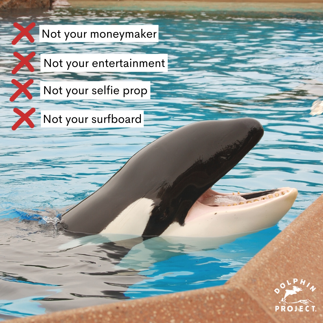 ❌ Not ours to exploit.
#SayNoToTheDolphinShow and #DontBuyATicket to see any cetacean in captivity!
Learn more and spread the word at bit.ly/CaptivityIssues
#DolphinProject