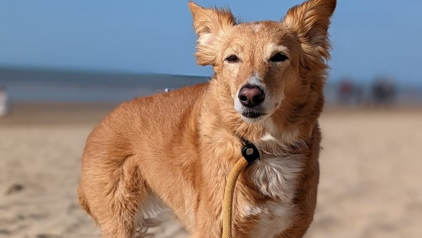 DoggyWarriors's tweet photo. It's #SharingSaturday, and as the weather has been lovely and sunny, we'd love to see some pics showing your four-legged friend enjoying quality time on the beach.
π #beachdog #sandydog #doggylottery πΆ https://t.co/mFdulbe34t